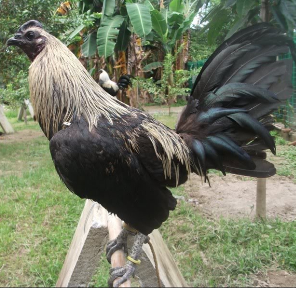 Ayam Filipina