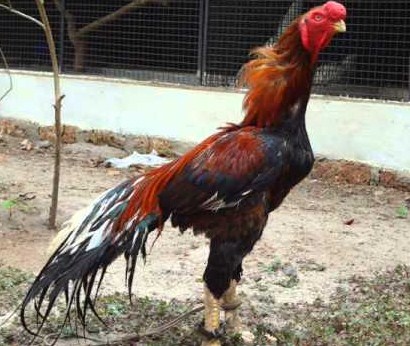 Ayam Shamo