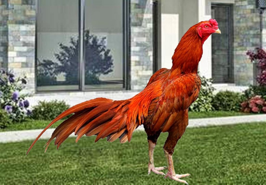 9 Jenis Ayam Aduan Pada Pertarungan Sabung Ayam