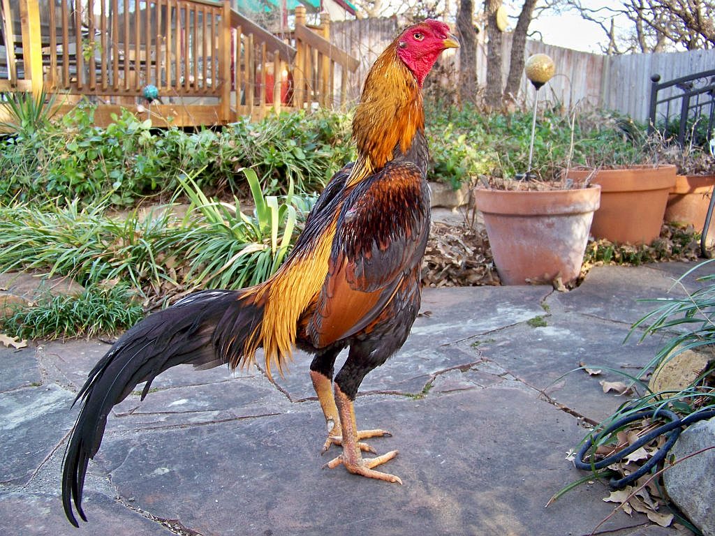 Ayam Brazil