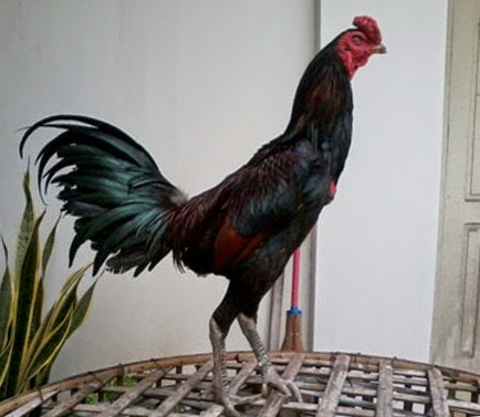Ayam Pakhoe